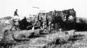 Harvesting near Perth